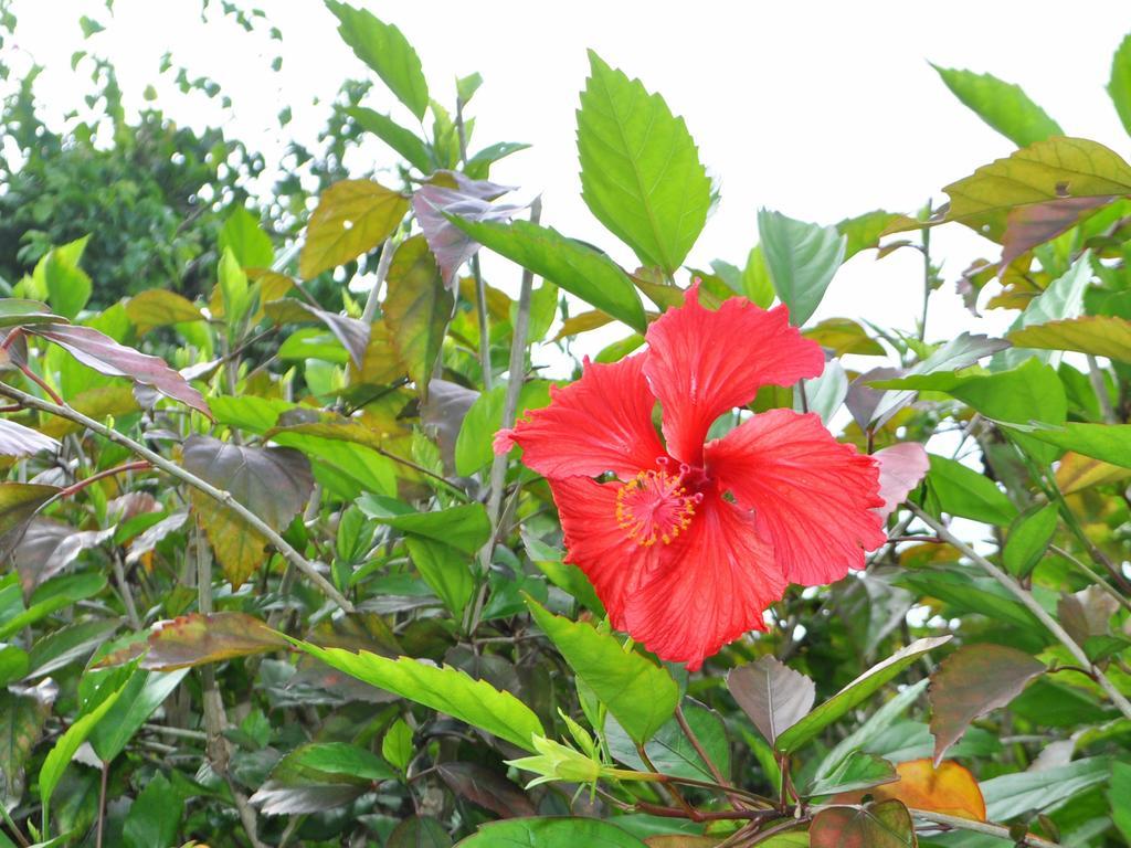 Nakijin No Yado Hibiscus Hotel Exterior photo